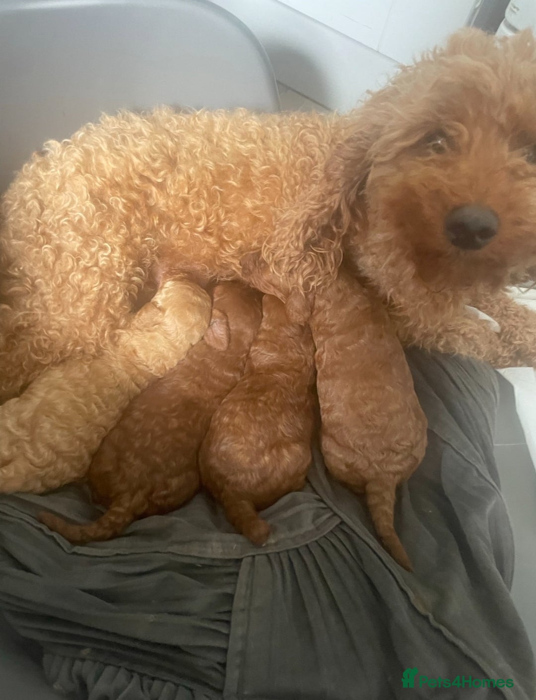 Miniature Poodle dogs for sale: Fox red poodle boy - Advert 2