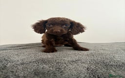 Cocker Spaniel dogs for sale: Cocker spaniel puppies  - Image 8