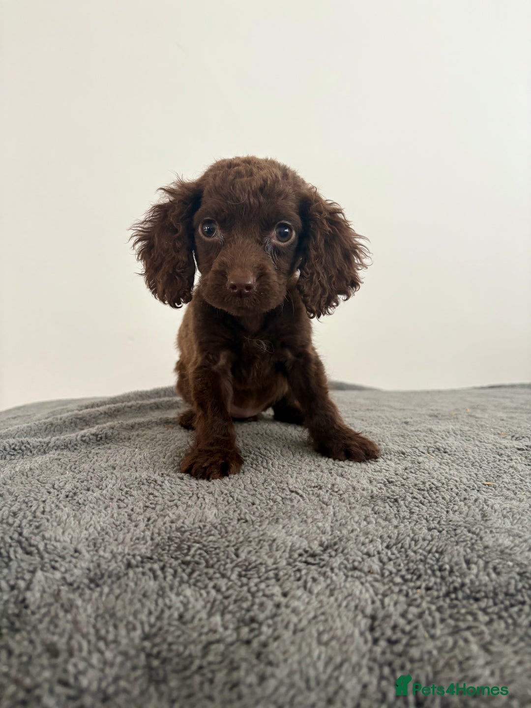 Cocker Spaniel dogs for sale: Cocker spaniel puppies  - Image 8