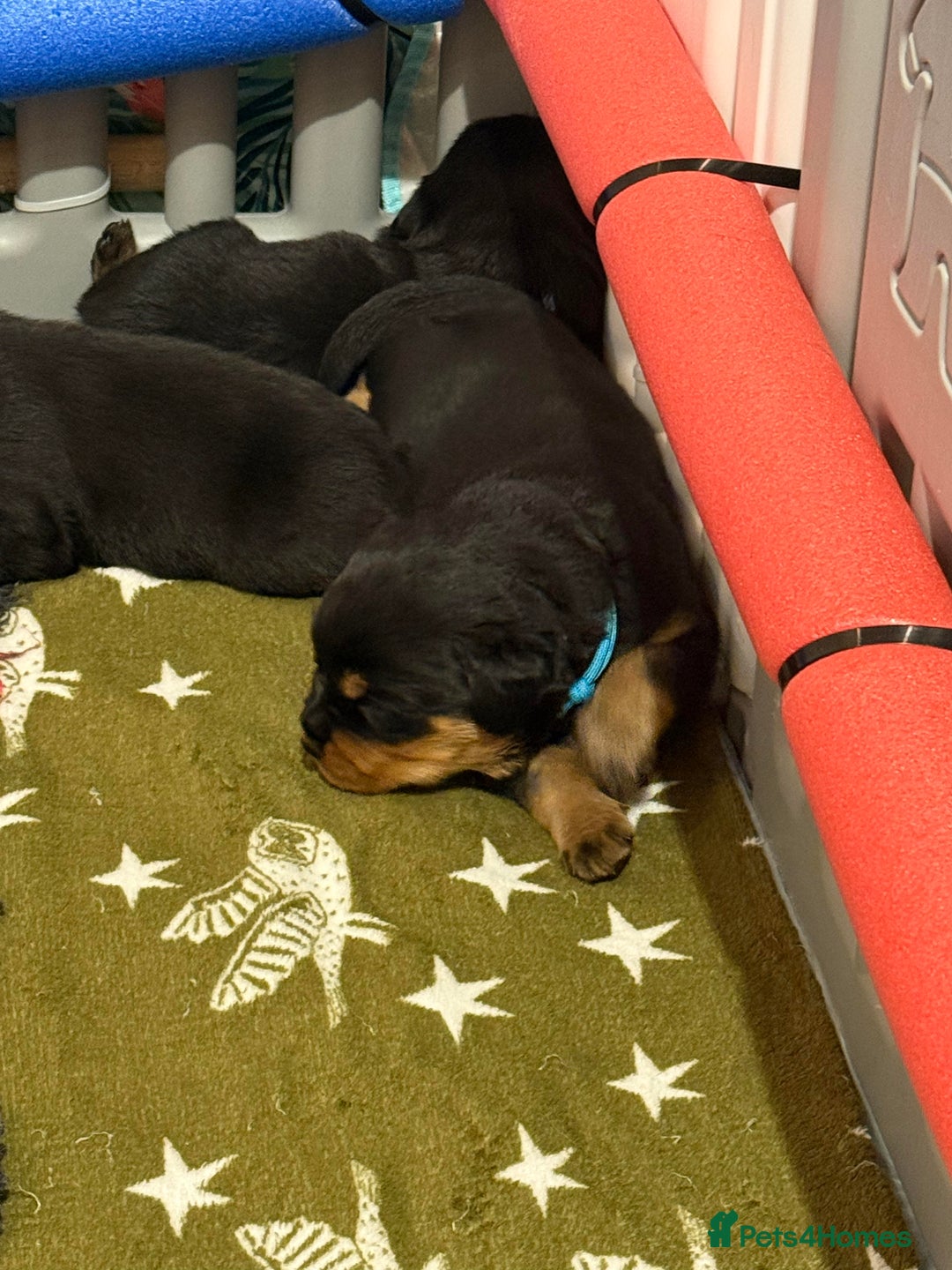 Rottweiler dogs for sale: Falconsnest blood line - Advert 5