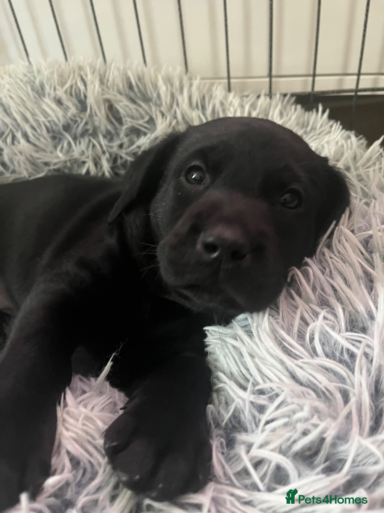 Labrador Retriever dogs 🖤LAST LITTLE MAN needing a home 🖤 - Advert 17
