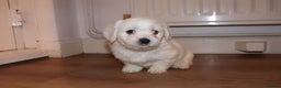 Havanese dogs for sale: Havanese - Advert 4