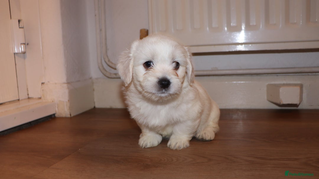 Havanese dogs for sale: Havanese - Advert 4