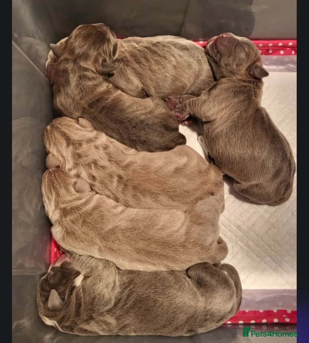 Olde English Bulldogge dogs for stud: Olde English Bulldog stud well proven - Advert 13