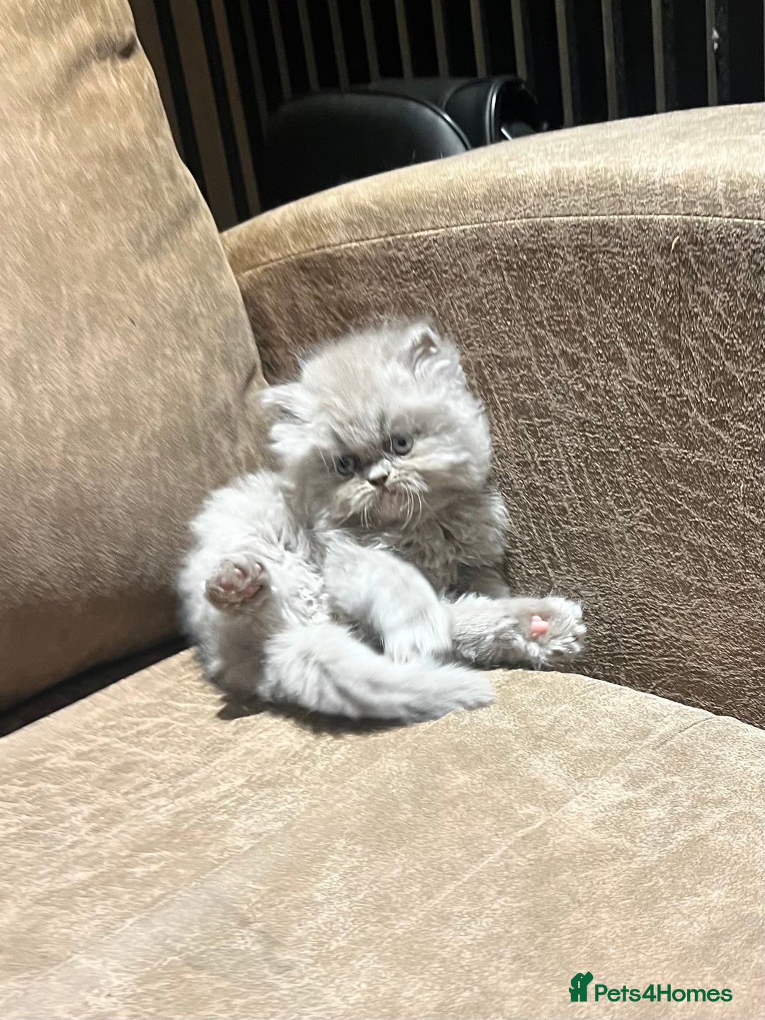 Persian cats for sale: Stunning blue and rare lilac Persian kittens  - Advert 18