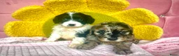 Cavapoo dogs for sale: 🥰F1 cavapoo  puppies 🥰 - Advert 4