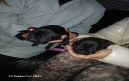 Staffordshire Bull Terrier dogs for sale: Beautiful Staffordshire Bull pups  - Image 2