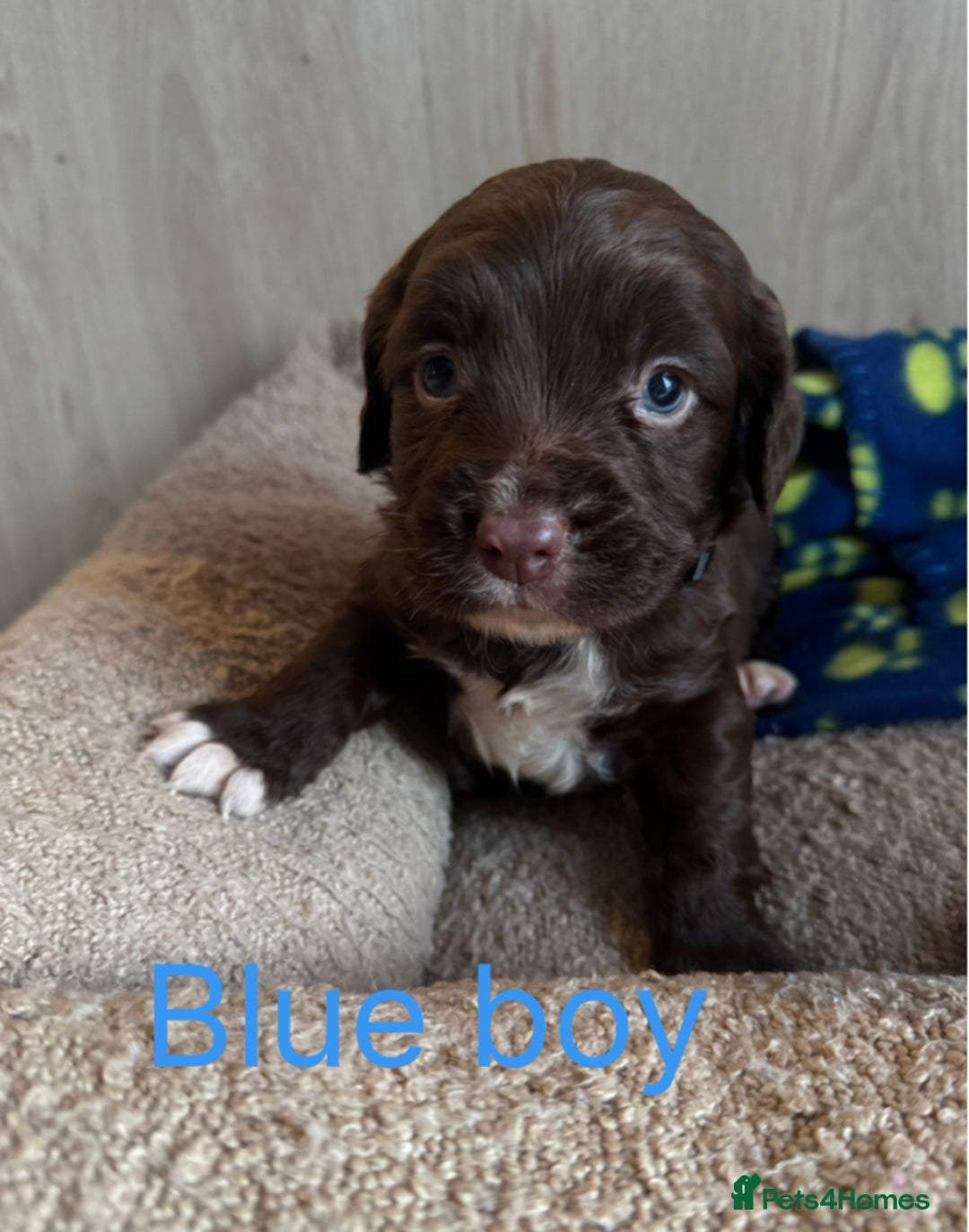 Sprocker dogs for sale: 5 F1 sprocker pups beautiful chocolate and white - Advert 5