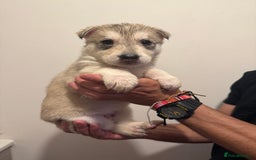 Siberian Husky dogs for sale: 6 hand reared husky babies  - Image 7