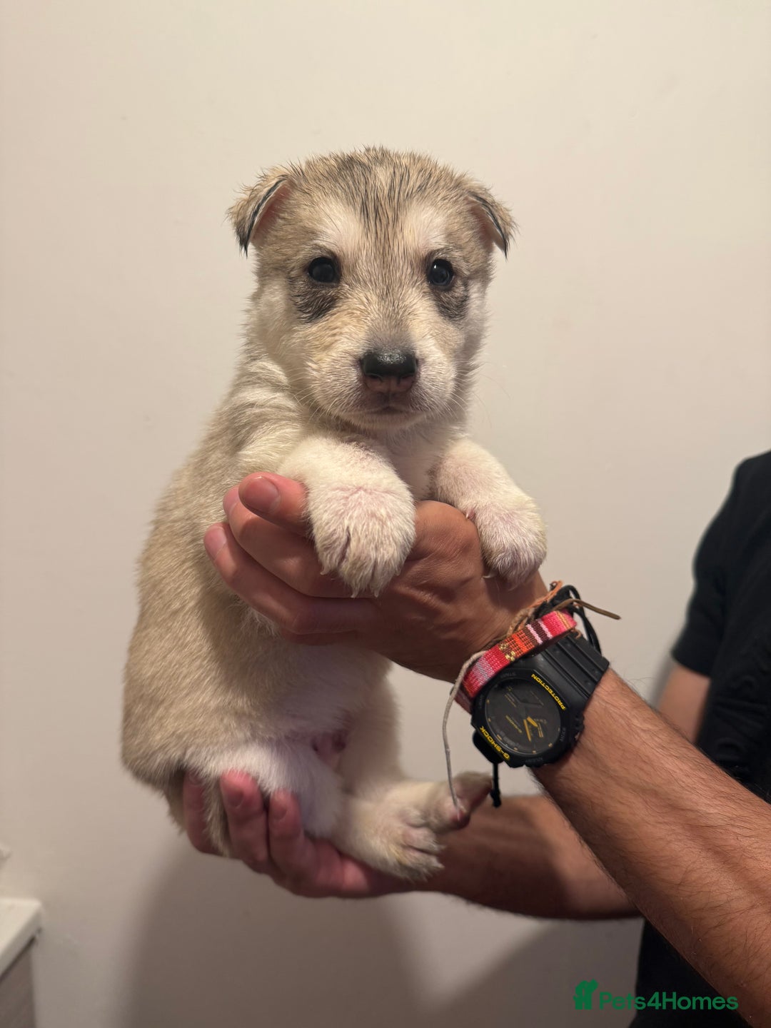 Siberian Husky dogs for sale: 6 hand reared husky babies  - Image 7