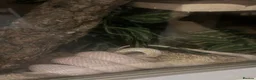 Corn Snake reptiles for sale: Female corn snake  - Advert 4