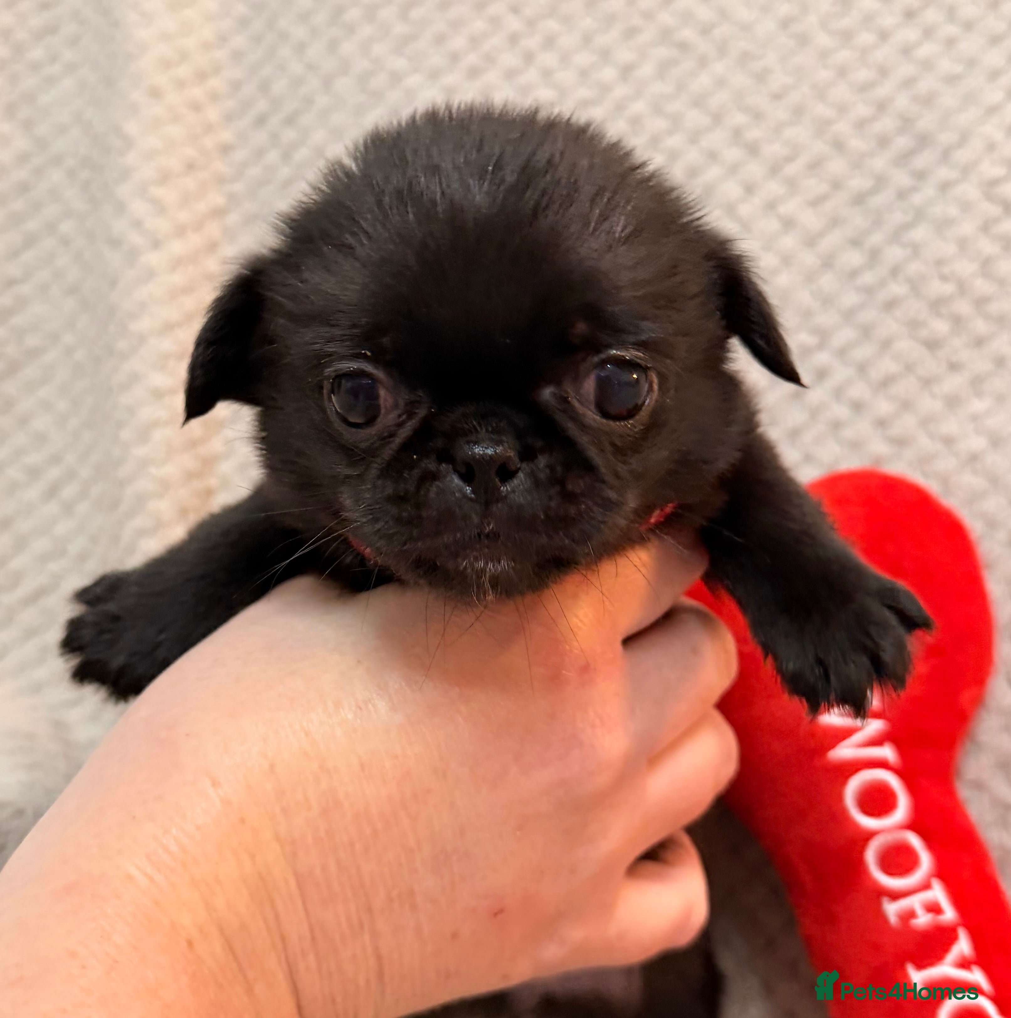 Mixed Breed dogs 2 left ! Beautiful pugingese pups 😍 - Advert 9