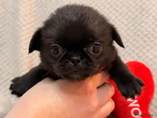 Mixed Breed dogs 2 left ! Beautiful pugingese pups 😍 - Advert 1