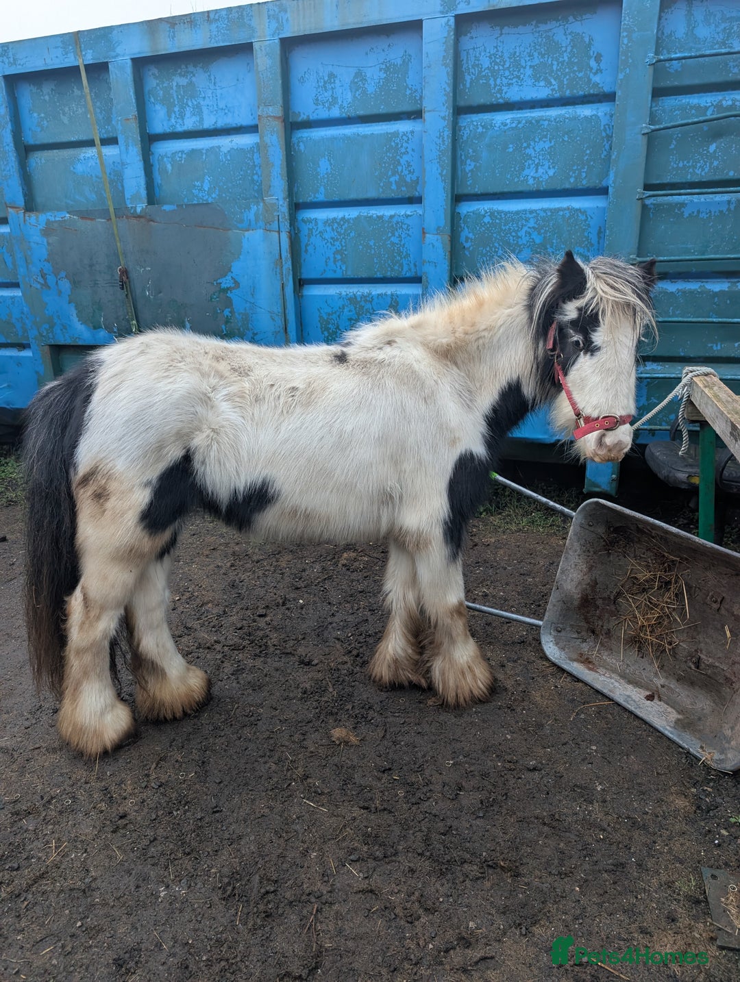 Irish Cob horses for sale: Daisy 3 year old mini cob 12.2,hh  - Advert 2