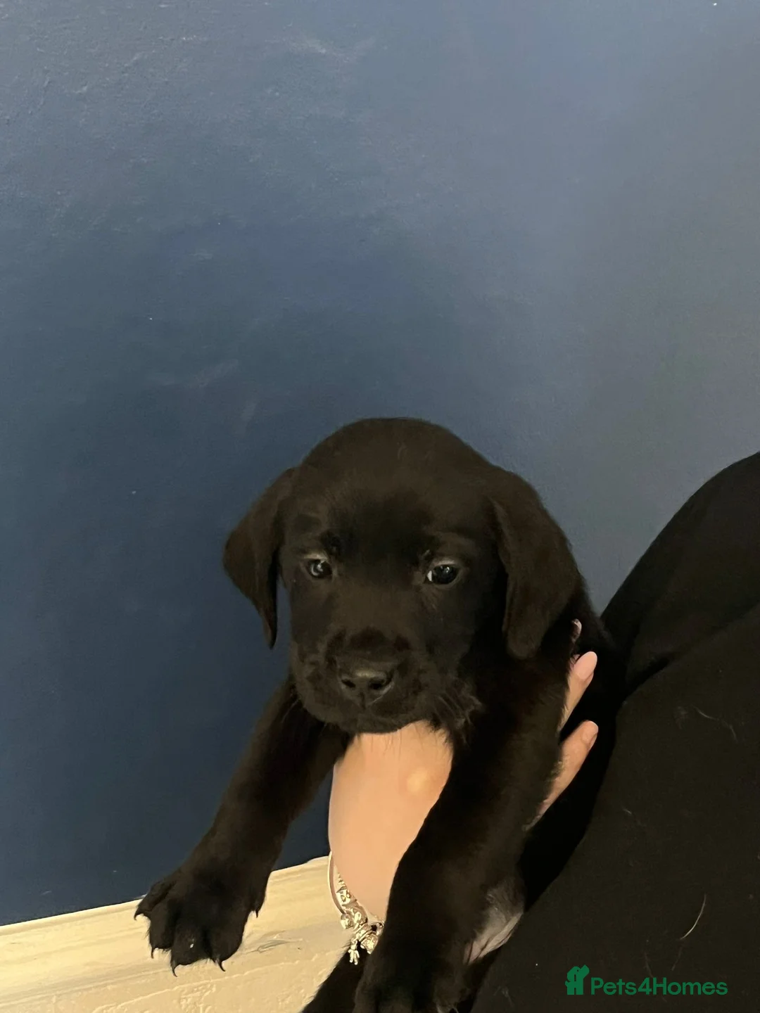 Labrador Retriever dogs for sale: KC registered Labradors in Liverpool - Advert 9