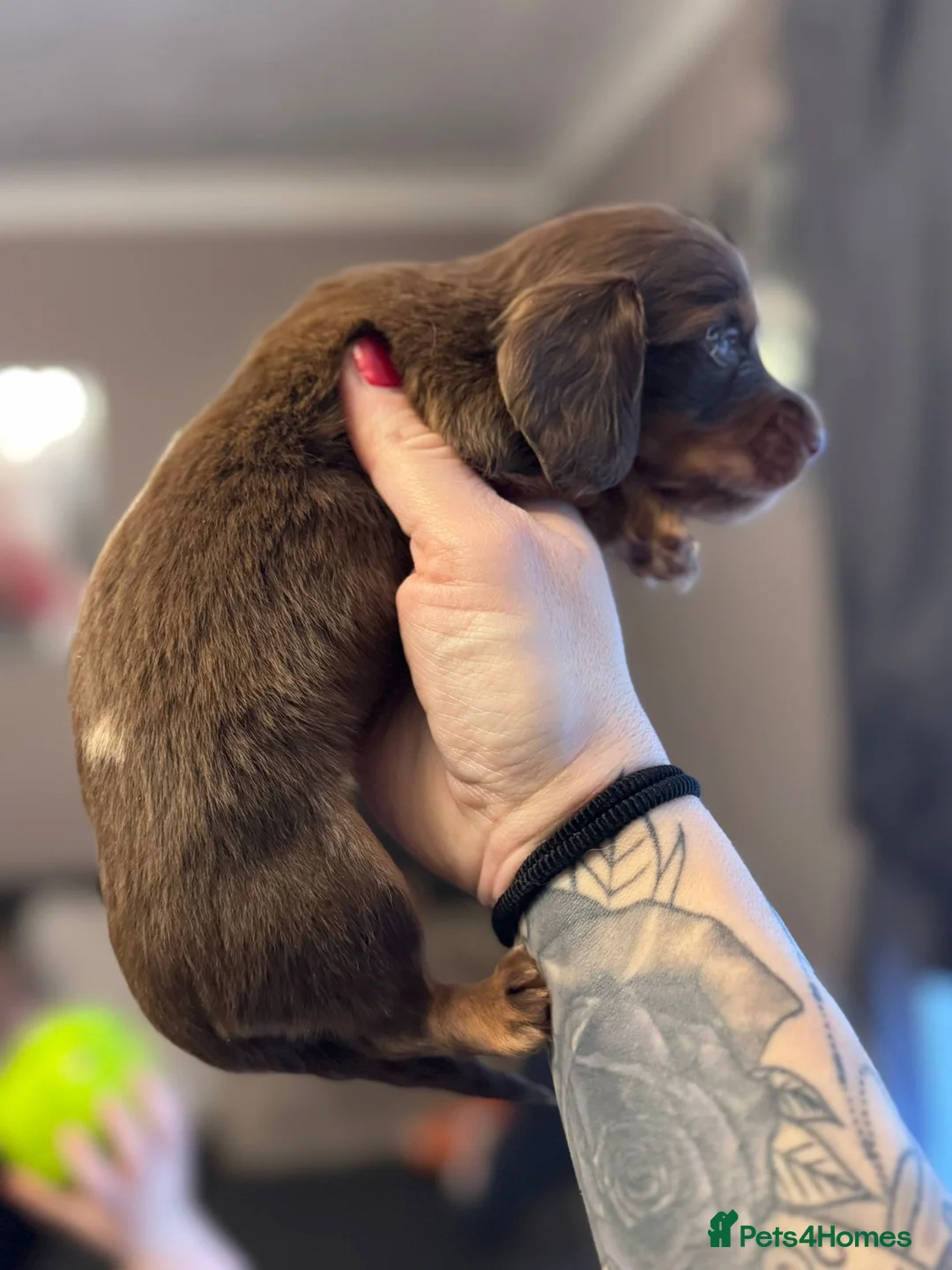 Miniature Dachshund dogs for sale: Miniatures dachshunds - Advert 3