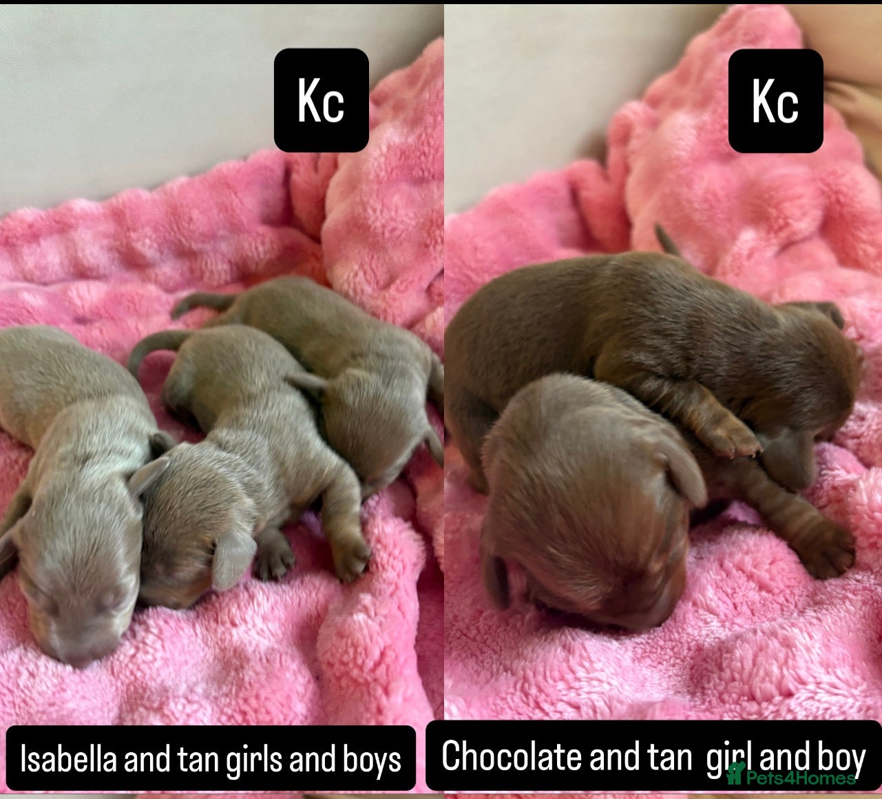 Miniature Dachshund dogs KC miniature Dachshunds  - Advert 18