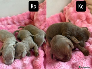 Miniature Dachshund dogs KC miniature Dachshunds - Advert 18