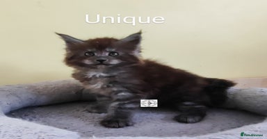 Maine Coon cats - Advert 11