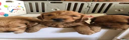 Cockapoo dogs for sale: Adorable Cockapoo Puppies  - Advert 7