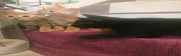 Mixed Breed cats for sale: Beautiful Male Kittens  in Glasgow - Advert 3