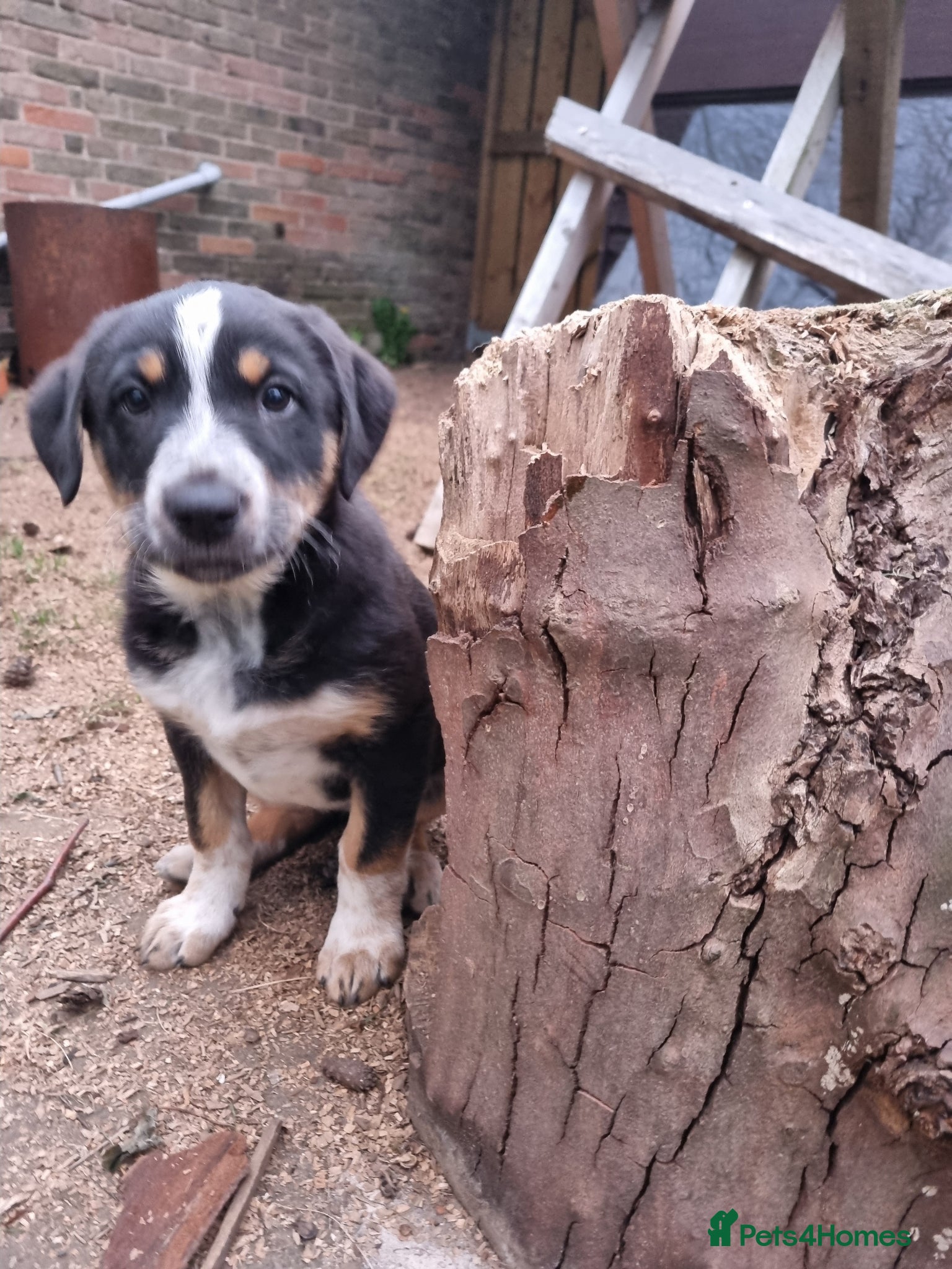 Mixed Breed dogs One Lovely Kangal Mix Girl - Advert 8
