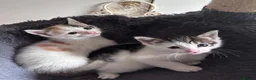 Mixed Breed cats for sale: Mainecoonx kittens  - Advert 22