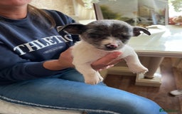 Jack Russell dogs for sale: Puppy looking for their new home  - Image 8