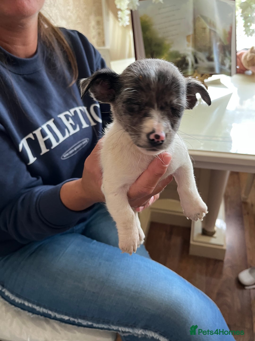 Jack Russell dogs for sale: Puppy looking for their new home  - Image 8