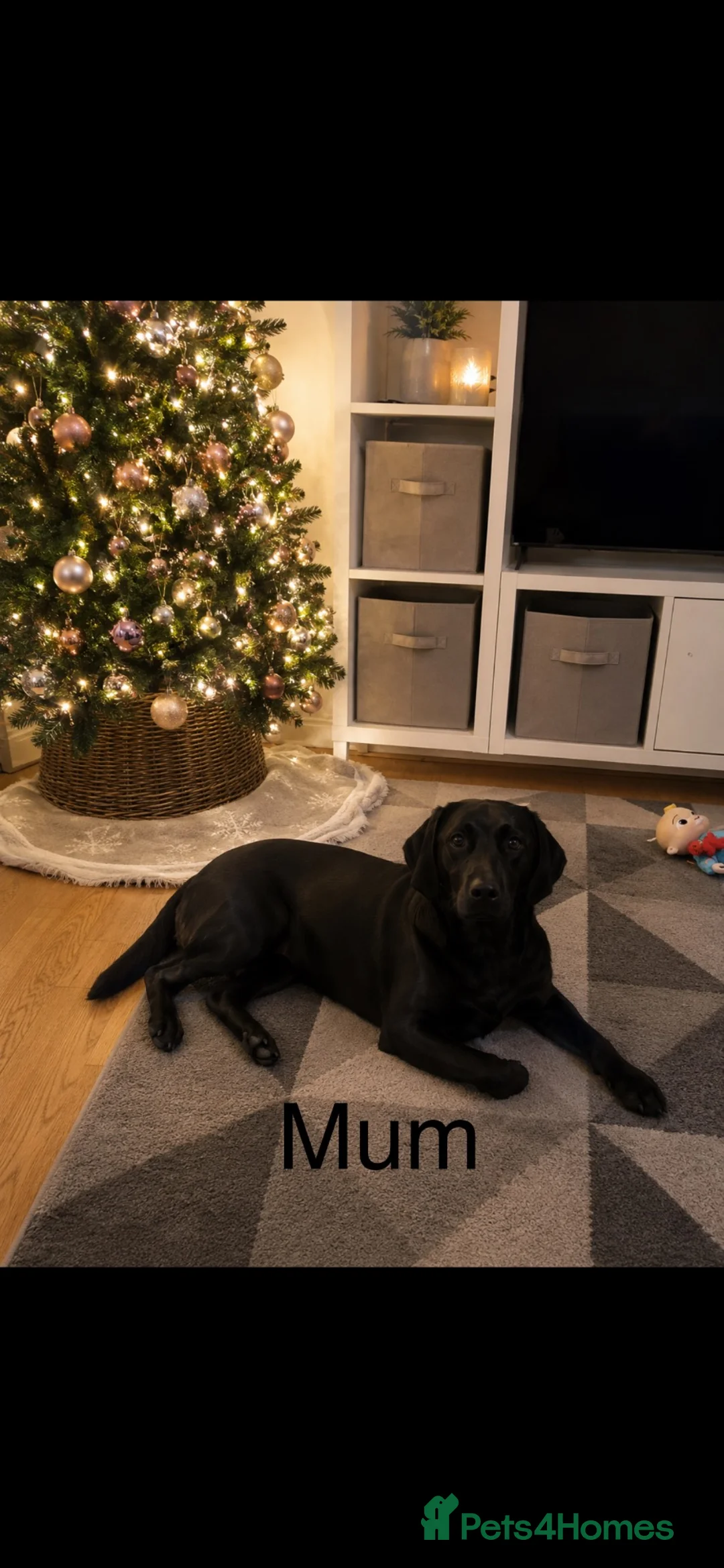 Labrador Retriever dogs for sale: Labrador puppies  - Advert 16