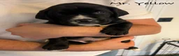 Mixed Breed dogs for sale: Gorgeous puppies - Advert 15