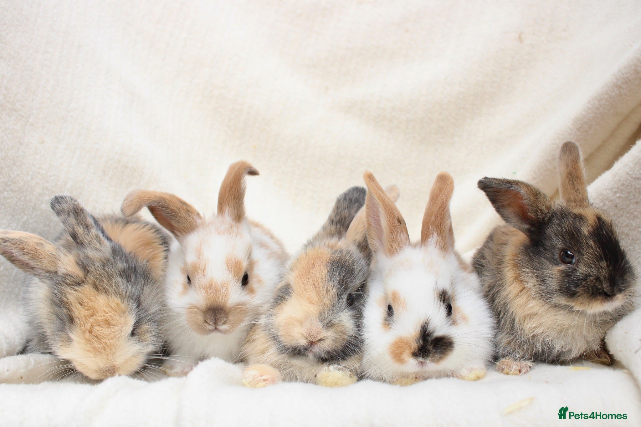 Mini Lop rabbits Baby Mini Lops for Sale - Advert 1