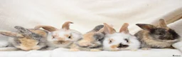 Mini Lop rabbits for sale: Baby Mini Lops for Sale - Advert 1