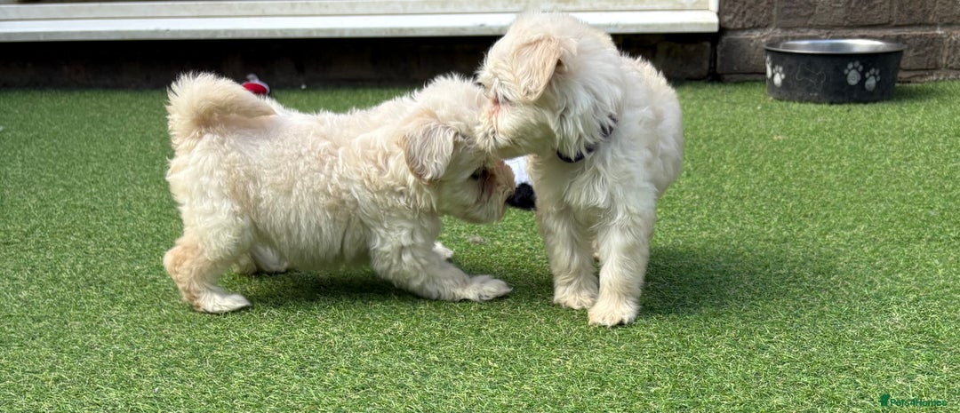 Cockapoo dogs for sale: F1B cockapoo (ready to go)  - Image 11