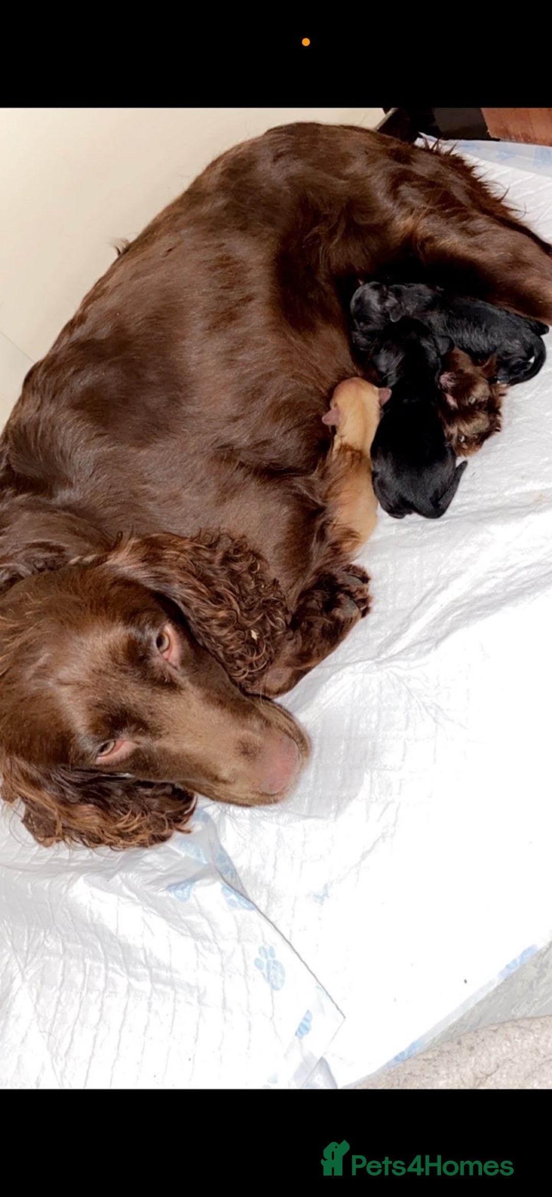 Cockapoo dogs for sale: Beautiful Cockapoo puppies!  - Image 13
