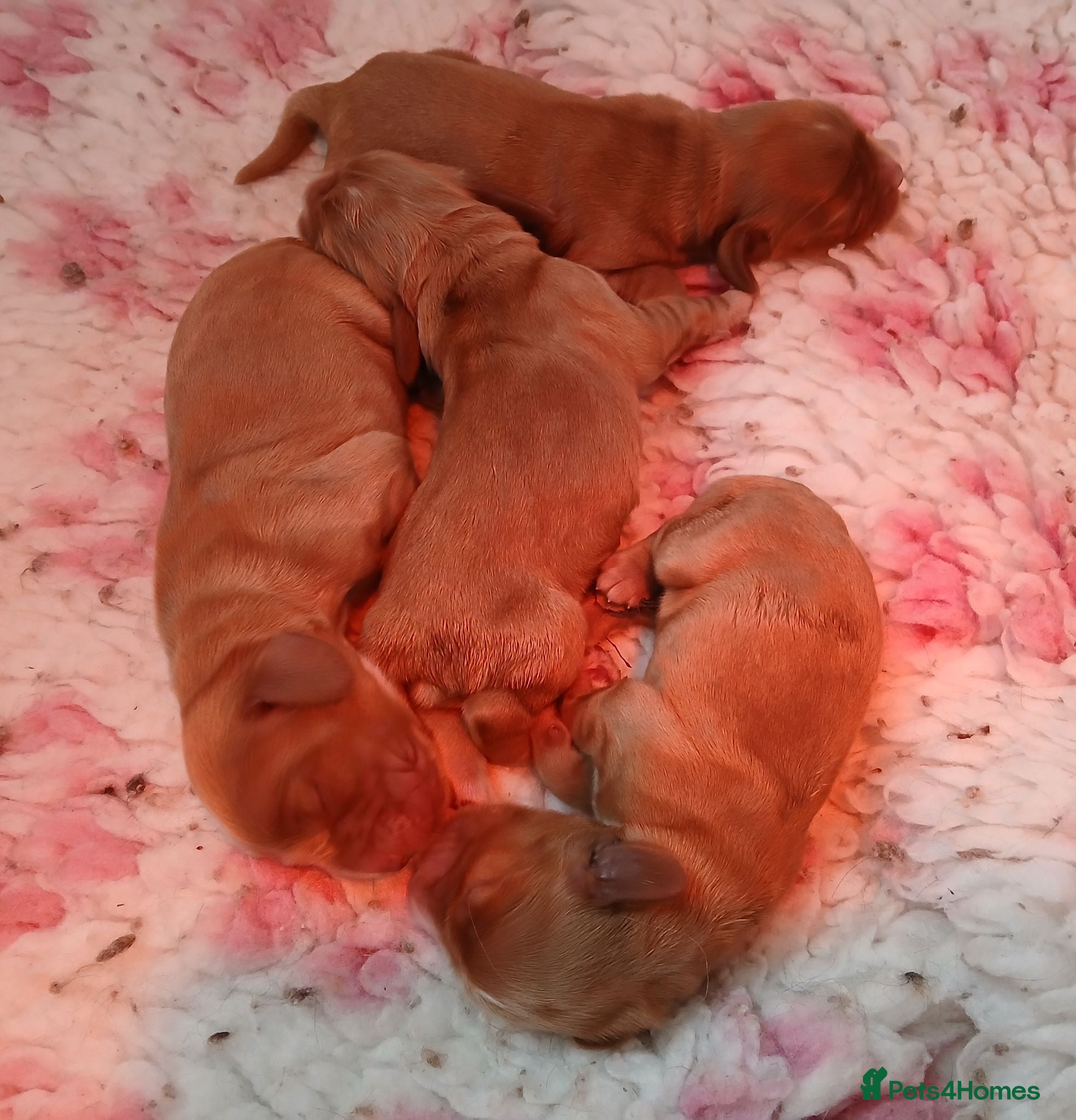 Cocker Spaniel dogs Show Type cocker puppies - Advert 2
