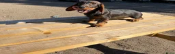 Dachshund dogs for sale: 2  teckle puppy for sale 1 male and one female - Advert 3