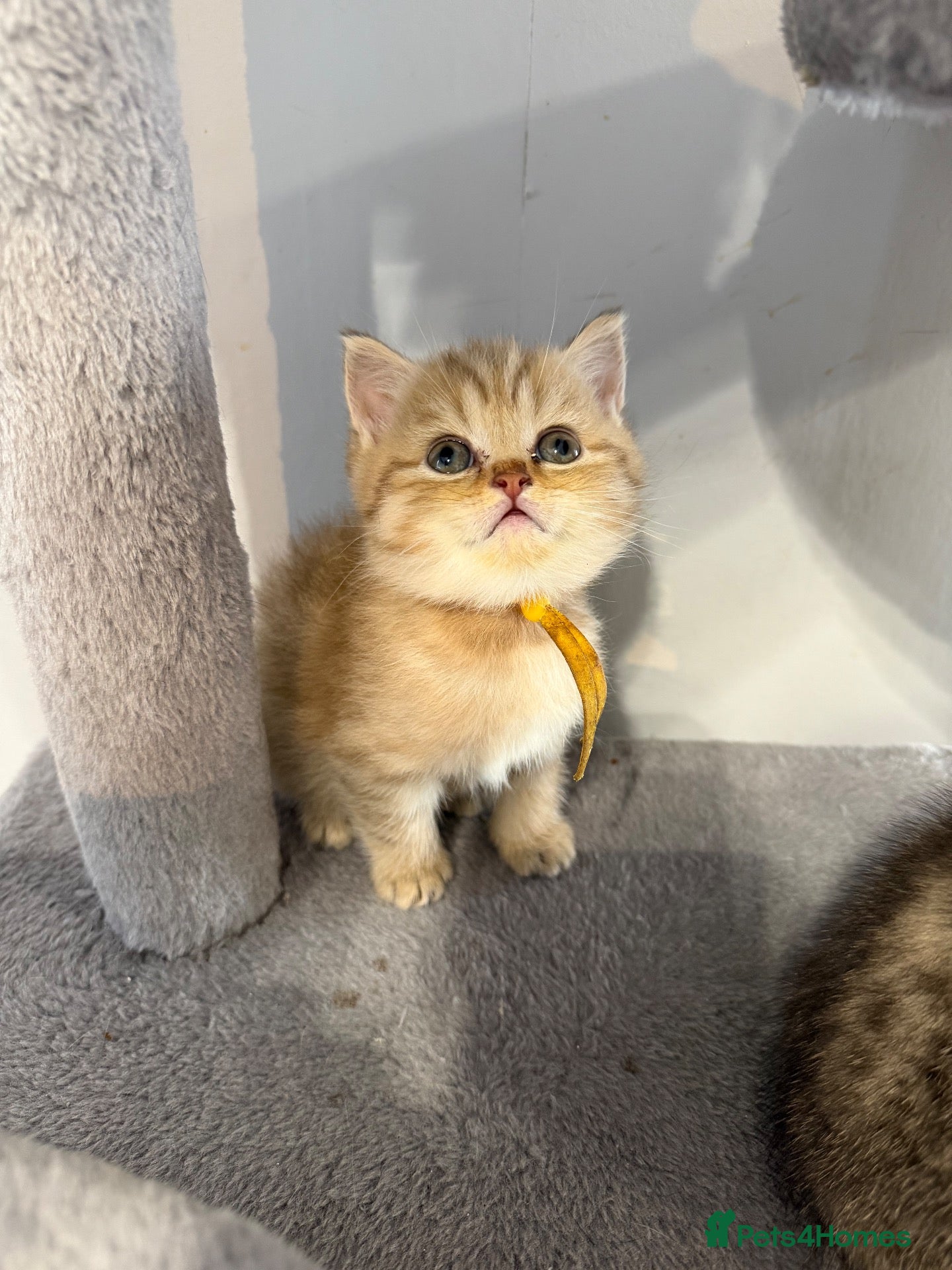 British Shorthair cats British shorthair  - Advert 5