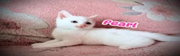 British Shorthair cats for sale: Beautiful Kittens 🐱  in Birmingham - Advert 1
