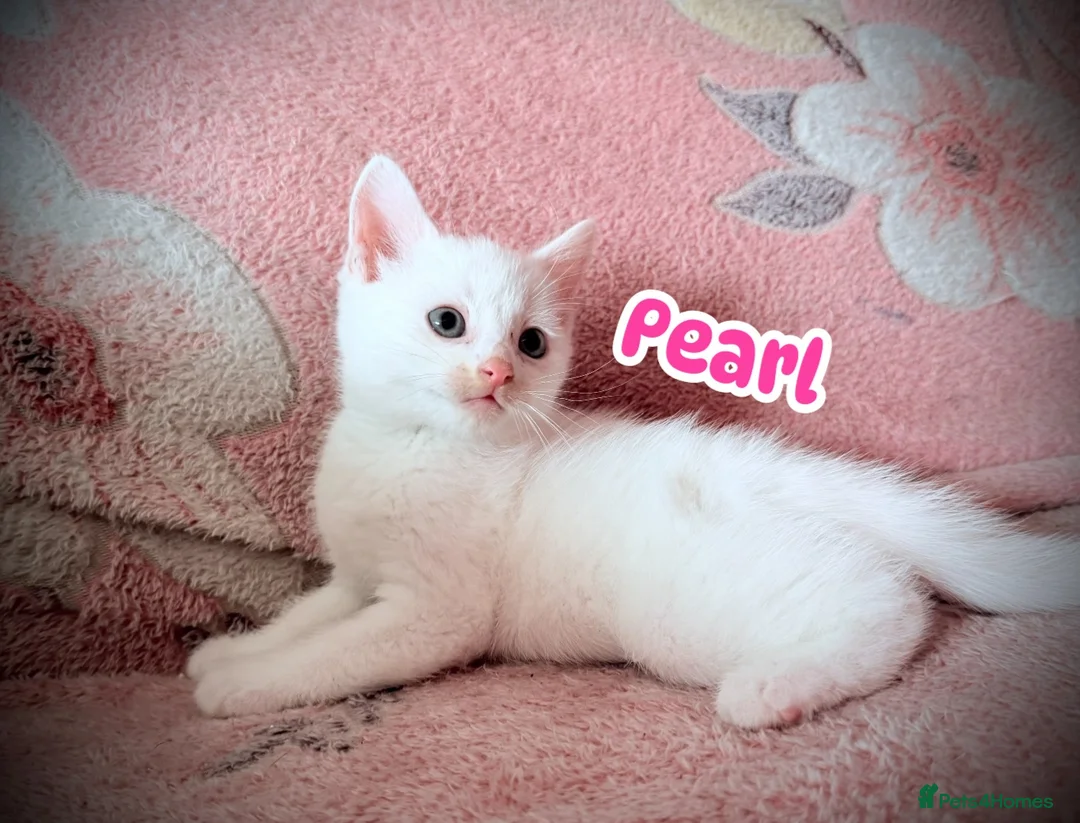 British Shorthair cats for sale: Beautiful Kittens 🐱  in Birmingham - Advert 1