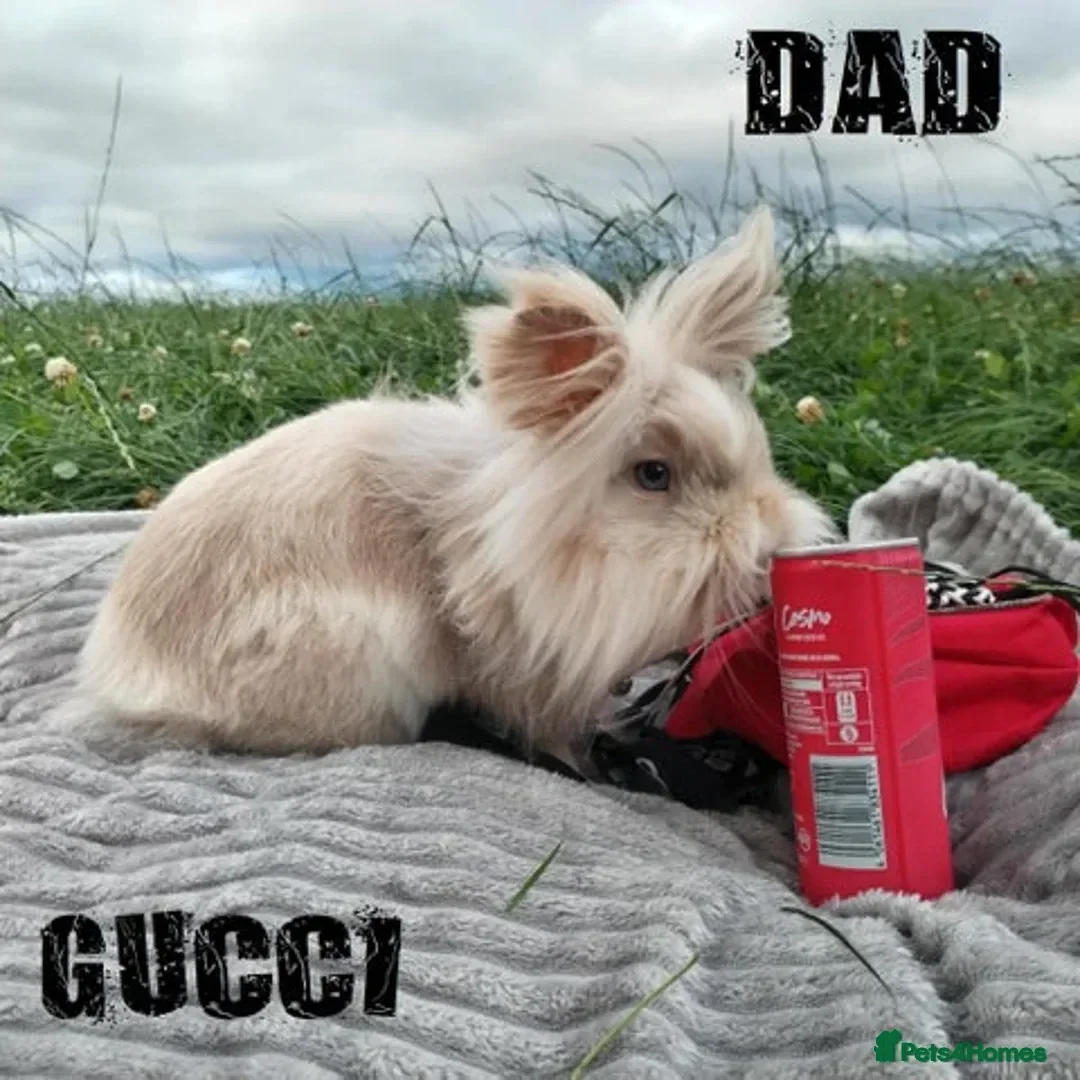 Lionhead rabbits for sale: Double Mained Lionhead*** no longer available - Advert 1