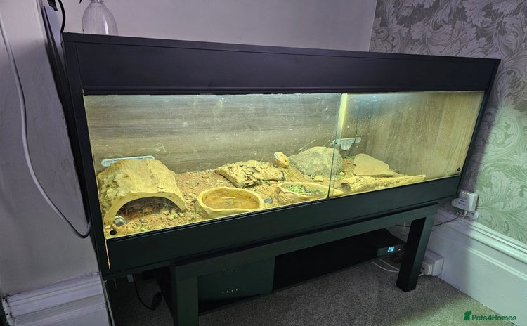 Bearded Dragon reptiles - Advert 13
