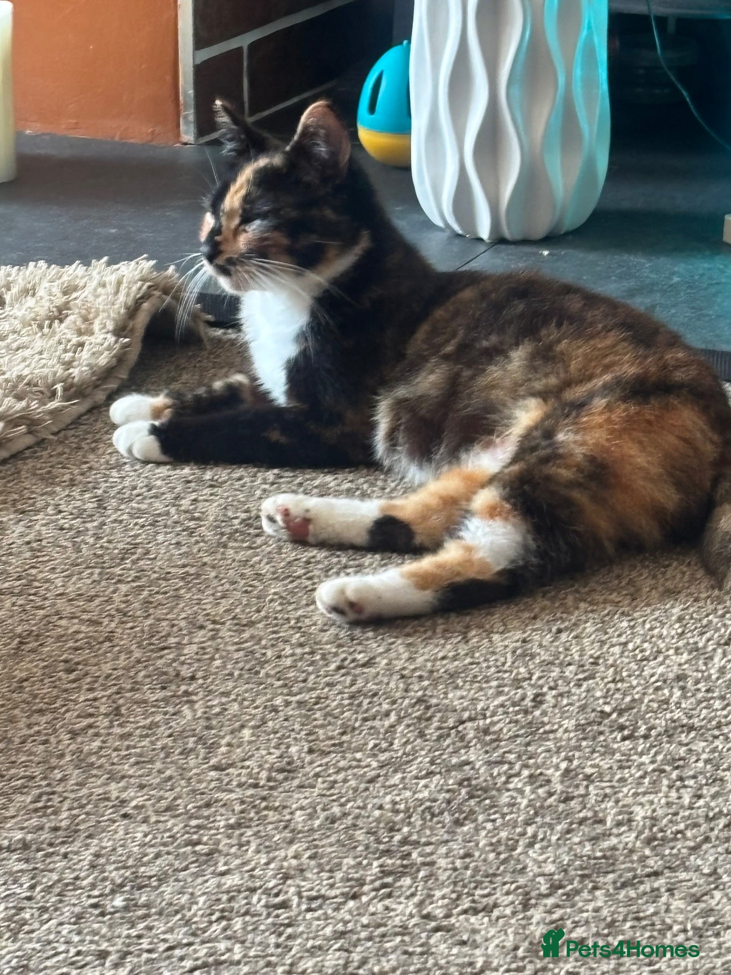 Mixed Breed cats I have x2 adorable kittens ready for new homes - Advert 11