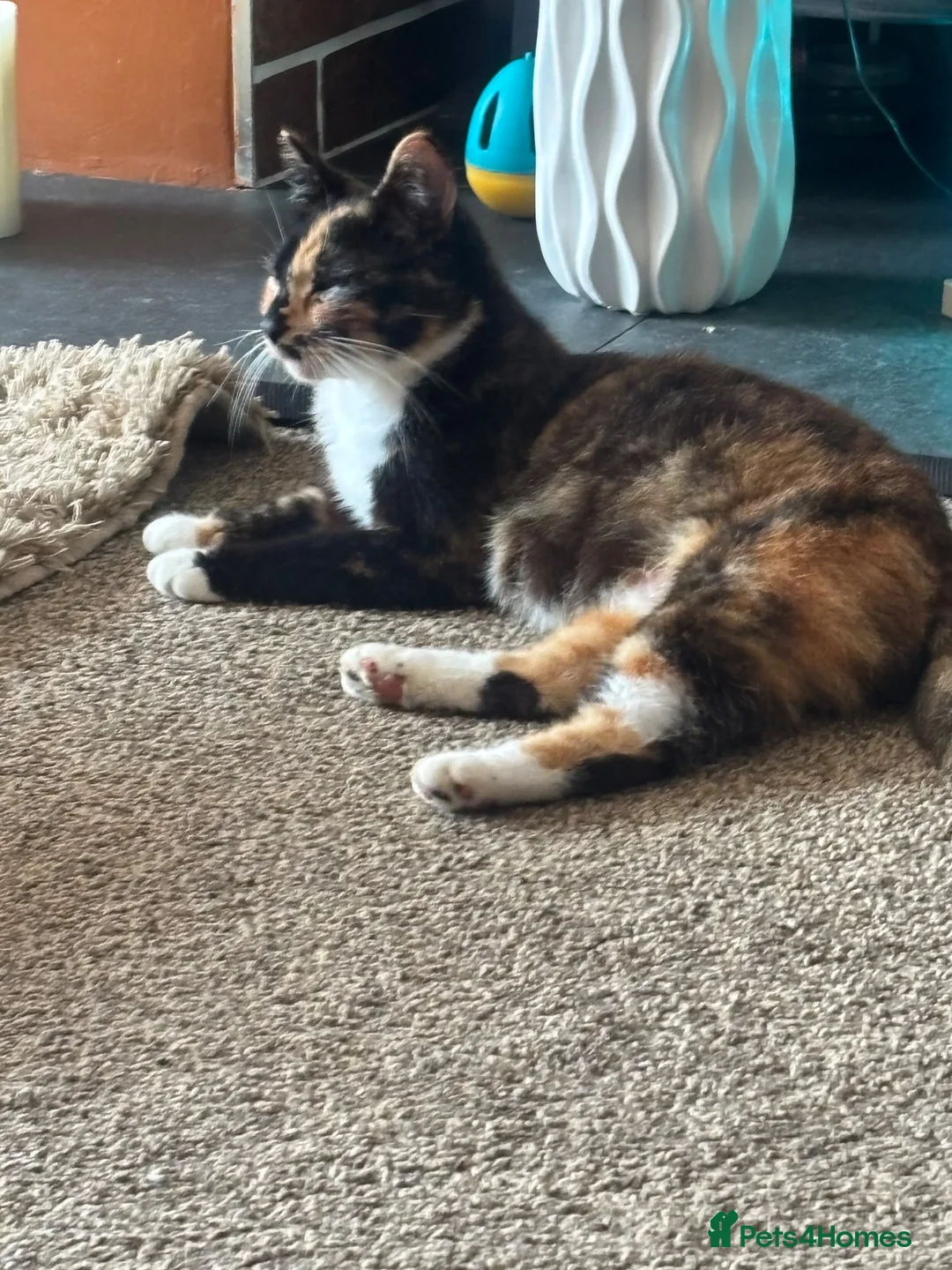 Mixed Breed cats for sale: I have x2 adorable kittens ready for new homes - Advert 1
