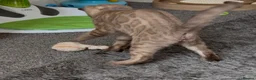 Bengal cats for sale: TICA registered Seal Solid Silver Mink Bengals - Advert 7