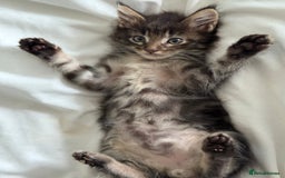Maine Coon cats for sale: GCCF Genetically Clear Maine Coon Kitten - Image 1