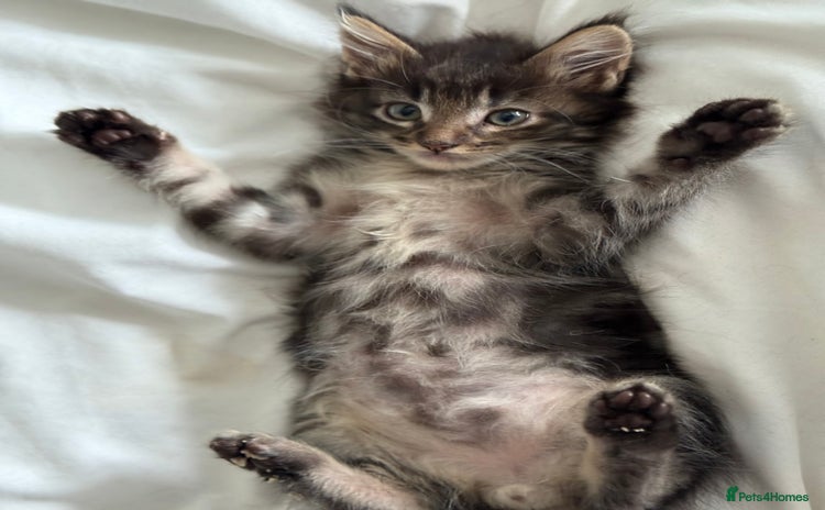 Maine Coon cats - Advert 8