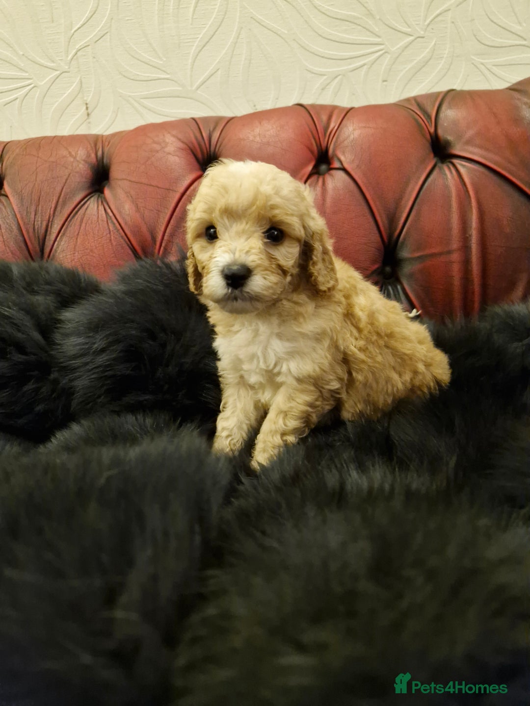 Poodle dogs for sale: AVAILABLE FOR WALKIES NOW - Advert 2