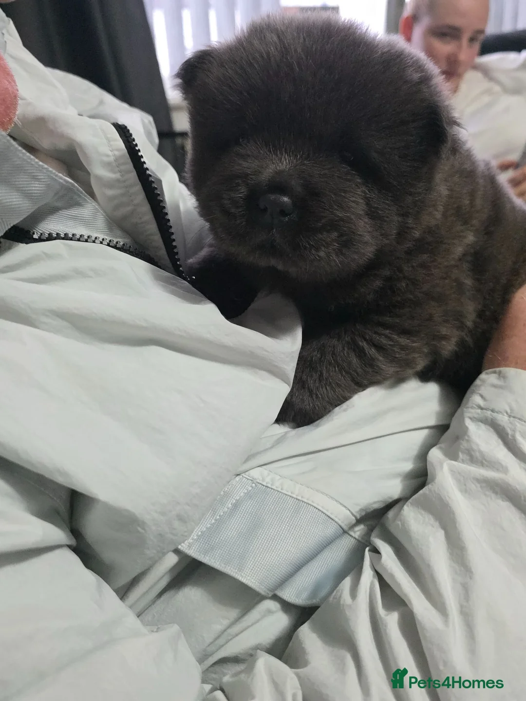 Chow Chow dogs for sale: Kc registered violet chow chows  - Advert 2
