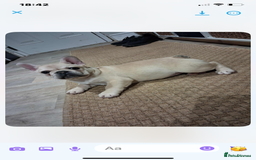 French Bulldog dogs for sale: 2 beautiful French bulldog puppies - Advert 13